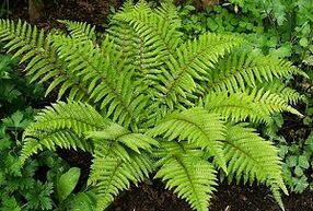 kompressen voor de behandeling van spataderen